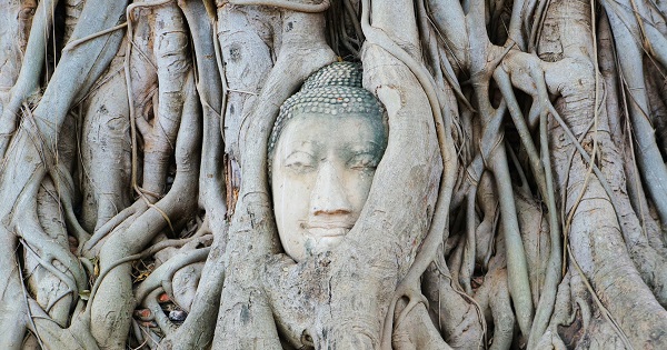 寺院ワット・プラ・マハタートの菩提樹