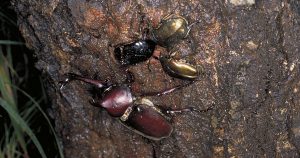 樹液に集まるカブトムシ