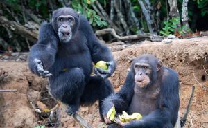 類人猿の最初の洞察実験