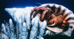 ヤドカリにとってイソギンチャクは宿で餌で道具