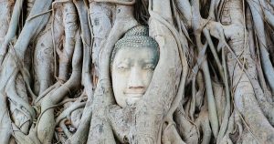 寺院ワット・プラ・マハタートの菩提樹