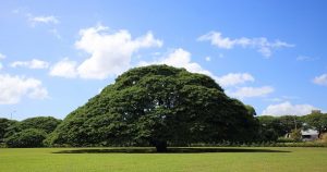 「日立の樹」で知られるモンキーポッド