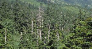 マツ科モミ属の常緑針葉樹オオシラビソ