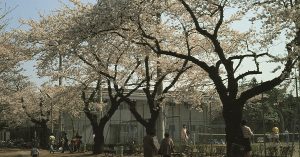 桜などの広葉樹は途中から幹と枝の区別がつかなくなる