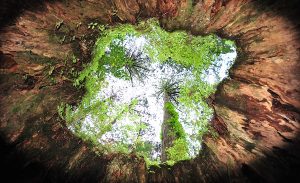 屋久島のウィルソン株